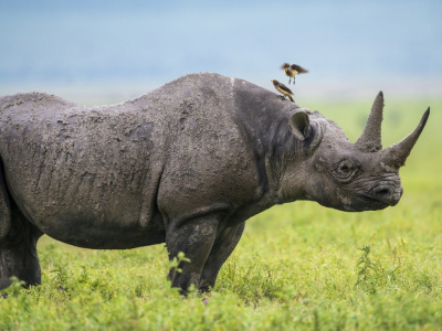 Уникальный сафари-парк Селус