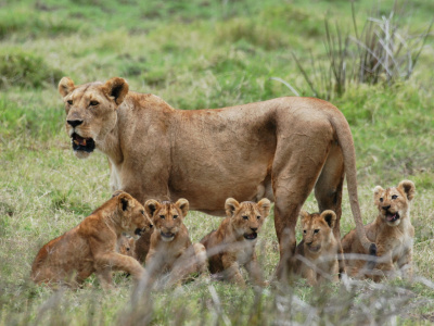 Национальный парк Микуми в Танзании