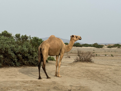 Вулкан Эрта Але и Далол